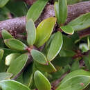 Image of Coprosma propinqua var. latiuscula Allan