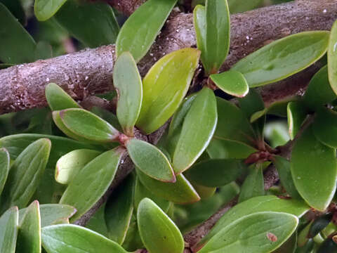 Coprosma propinqua var. latiuscula Allan resmi