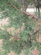 Juniperus deppeana Steud. resmi