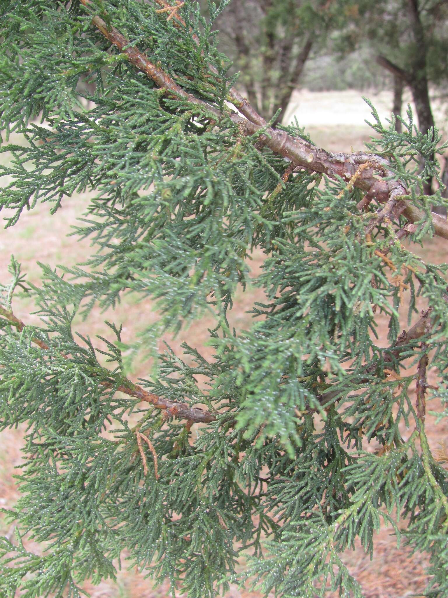 Juniperus deppeana Steud. resmi