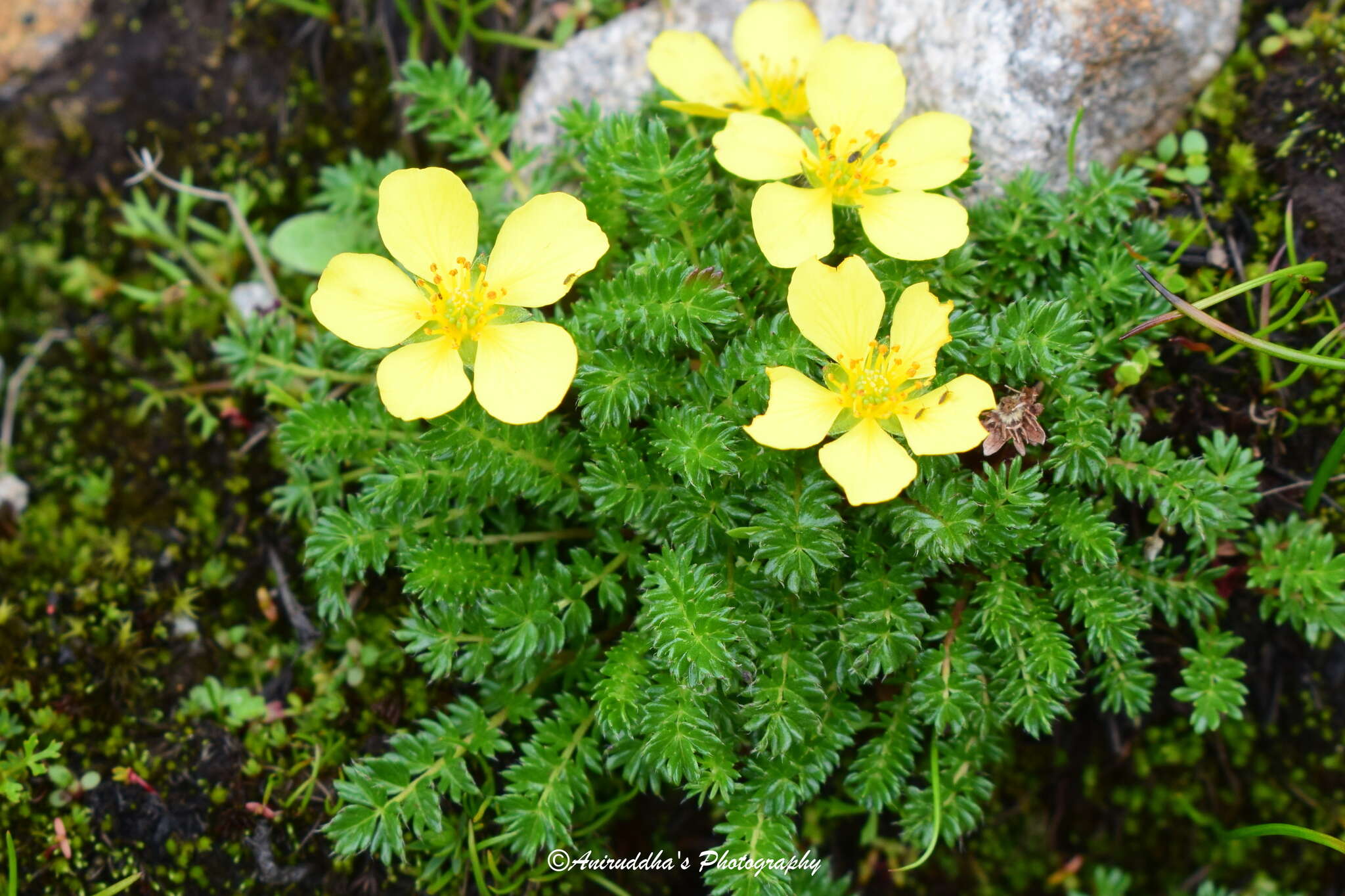 Image of Argentina microphylla (D. Don) Soják