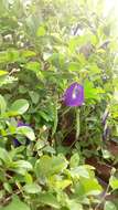 Слика од Clitoria ternatea L.