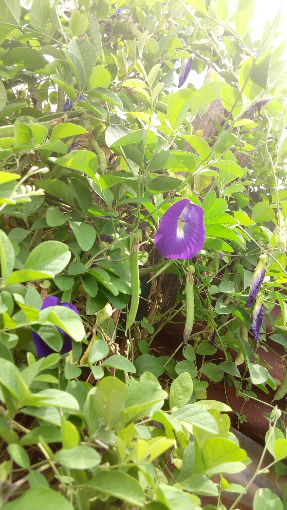 Слика од Clitoria ternatea L.