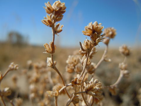 Image of birdfoot sagebrush