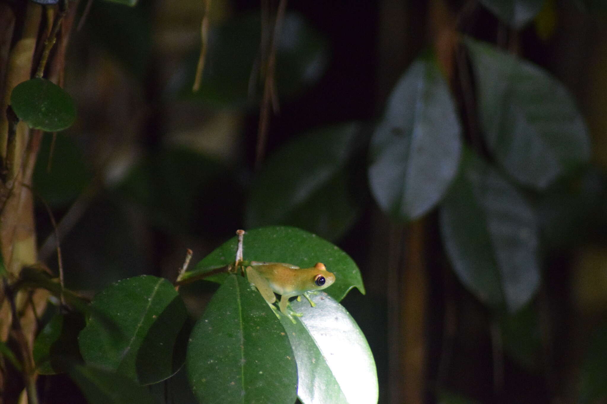 Image of Green Bright-eyed Frog