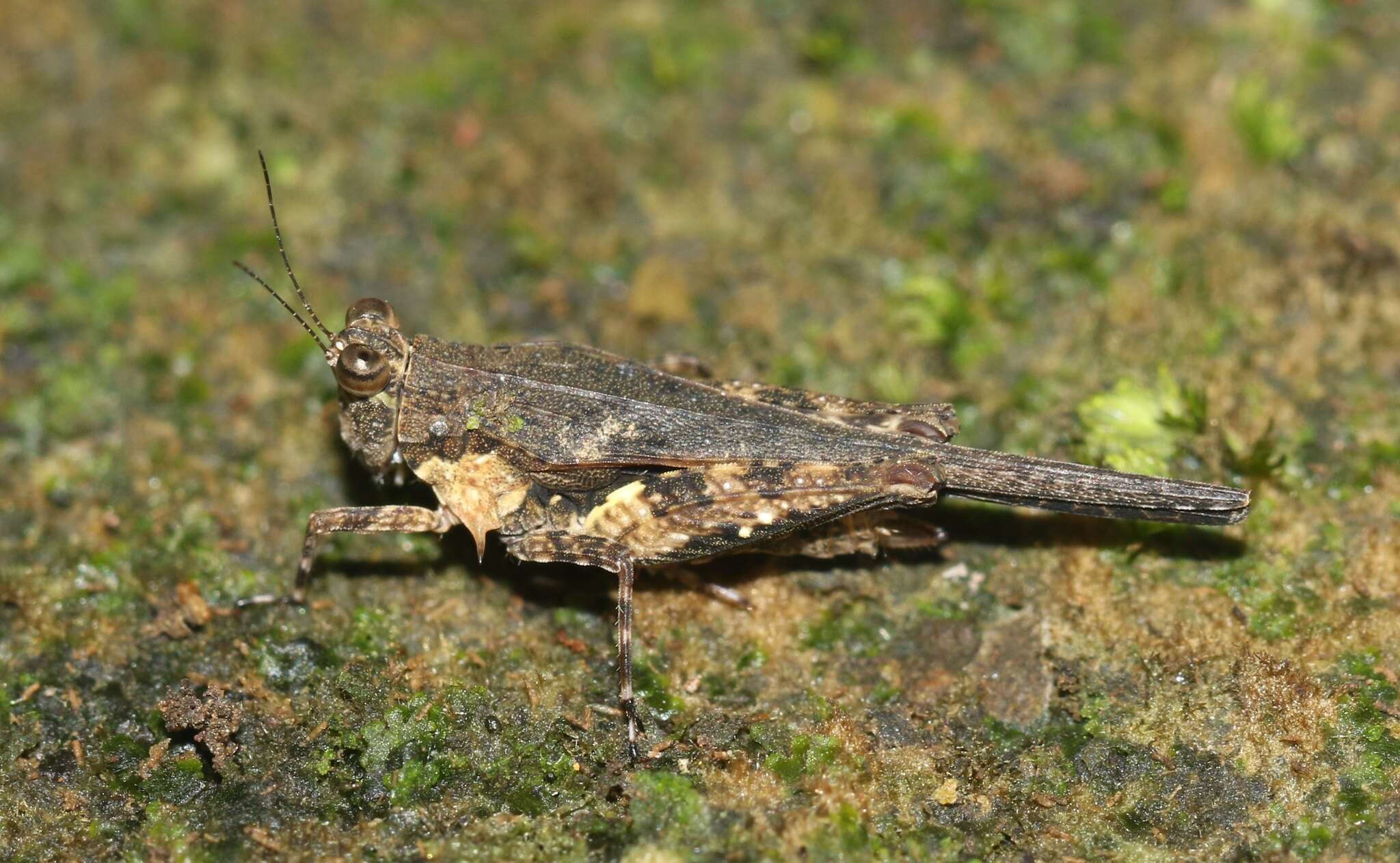 Image of Eucriotettix tricarinatus (Bolívar & I. 1887)