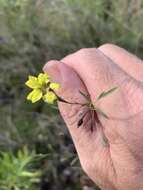 Image of Goodenia delicata R. Carolin