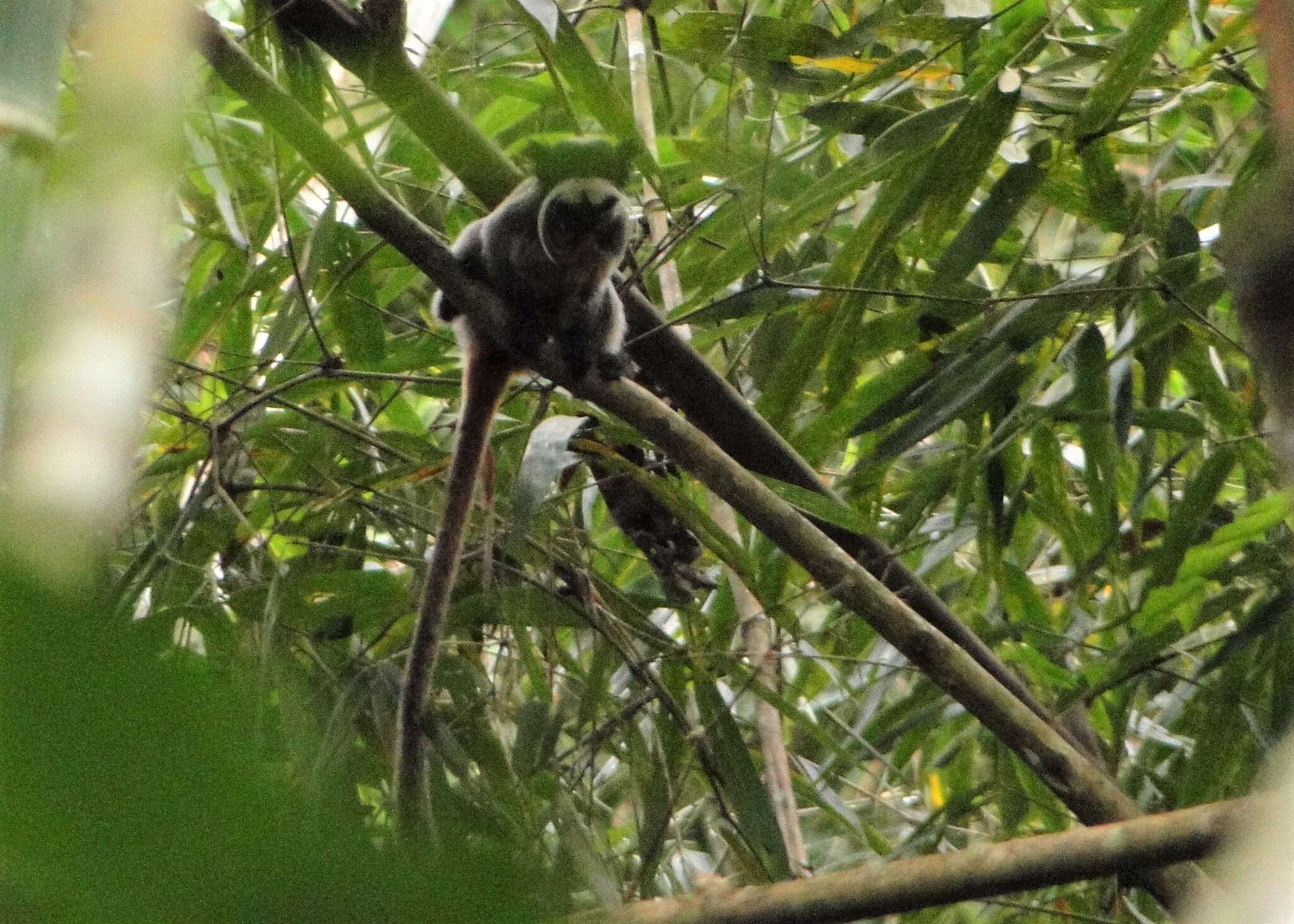 Image of Black-chinned Emperor Tamarin