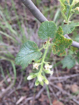 Image of whiteflower currant