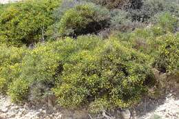 Image of Genista acanthoclada DC.