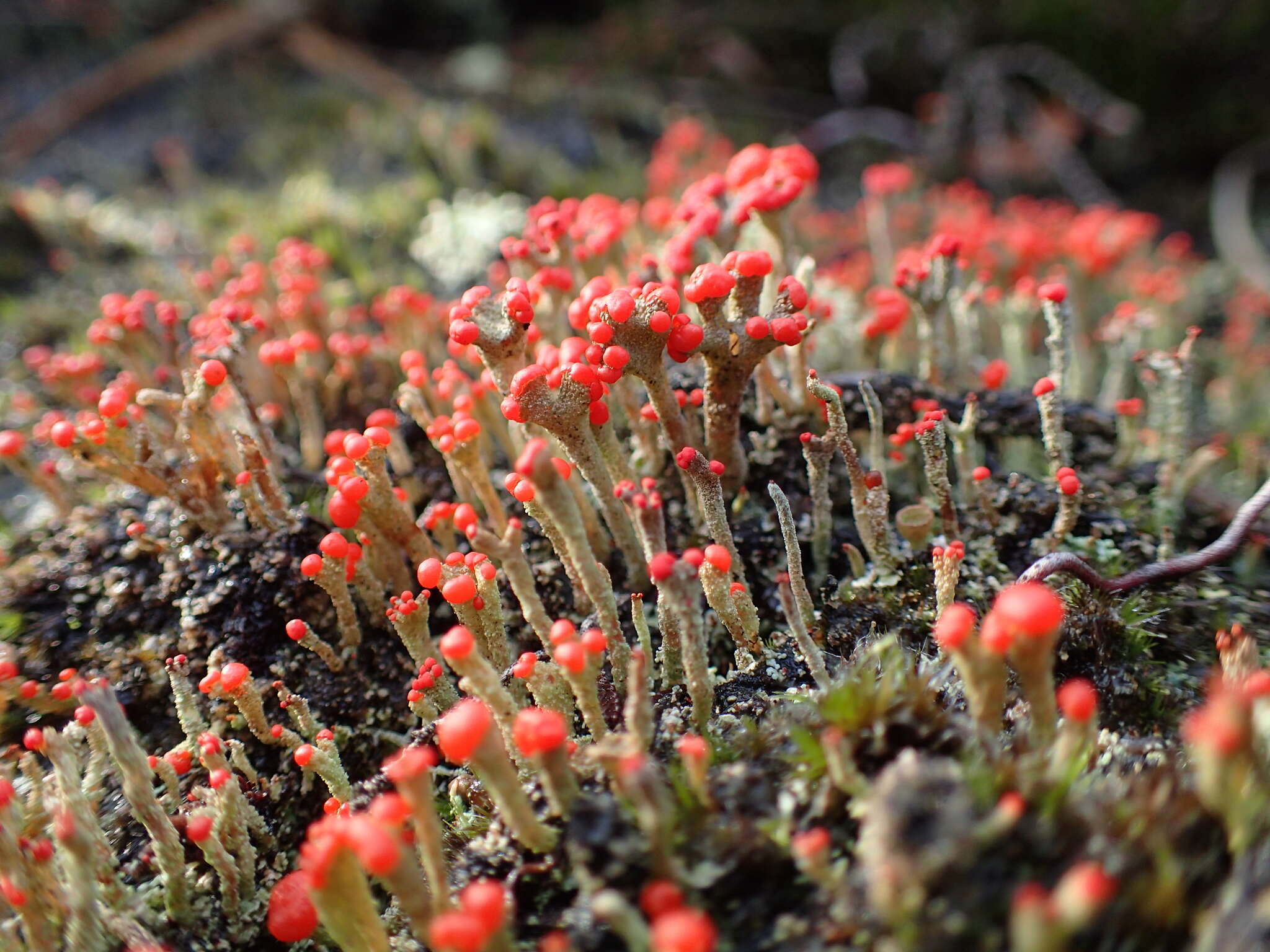 Imagem de Cladonia floerkeana (Fr.) Flörke