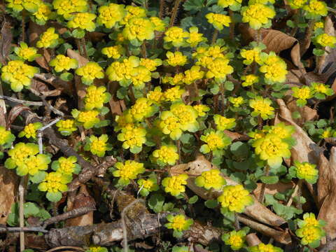 Image of Chrysosplenium pilosum Maxim.