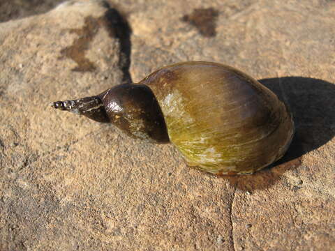 Image of Great Pond Snail