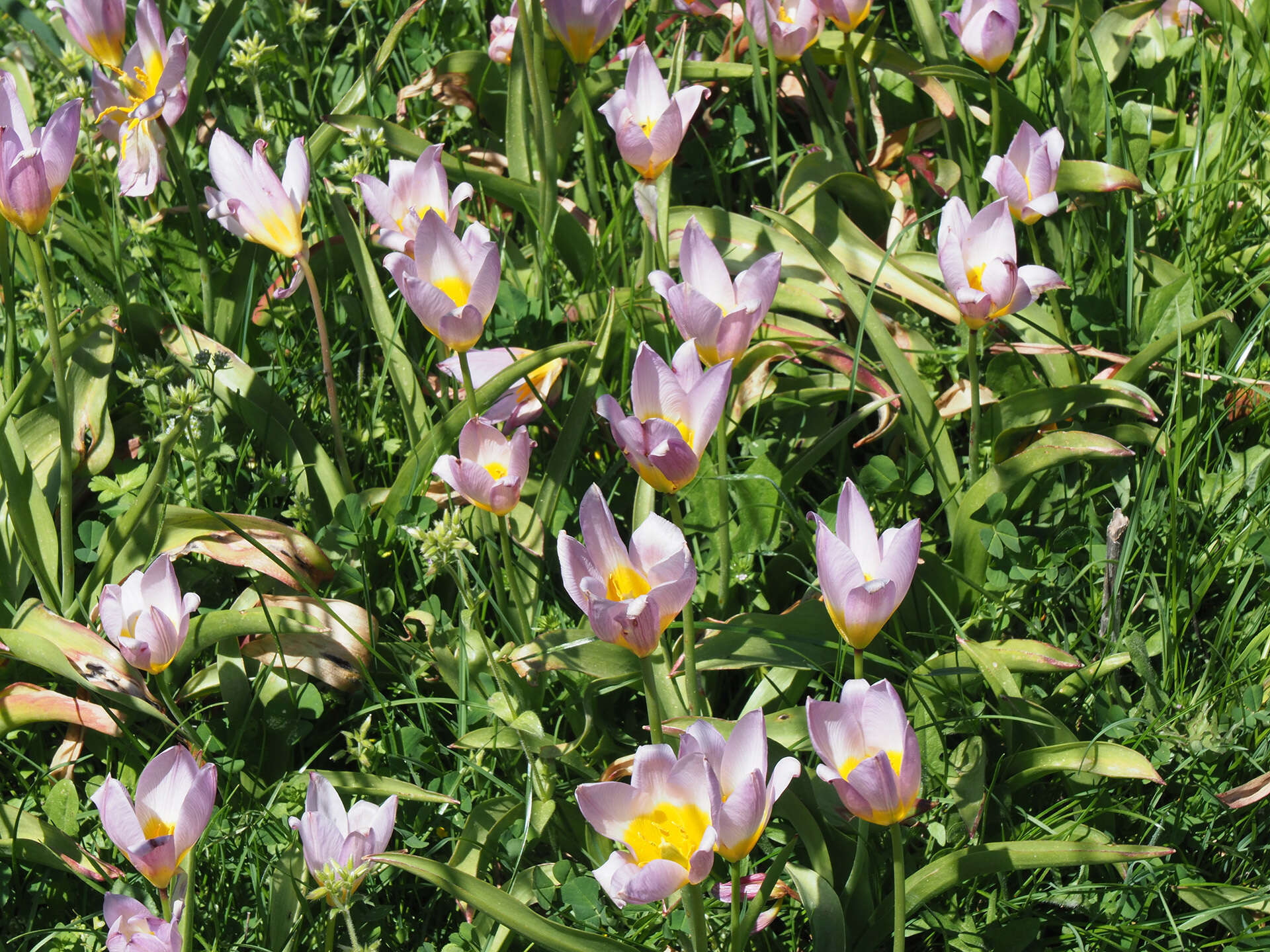 Image of Tulipa saxatilis Sieber ex Spreng.