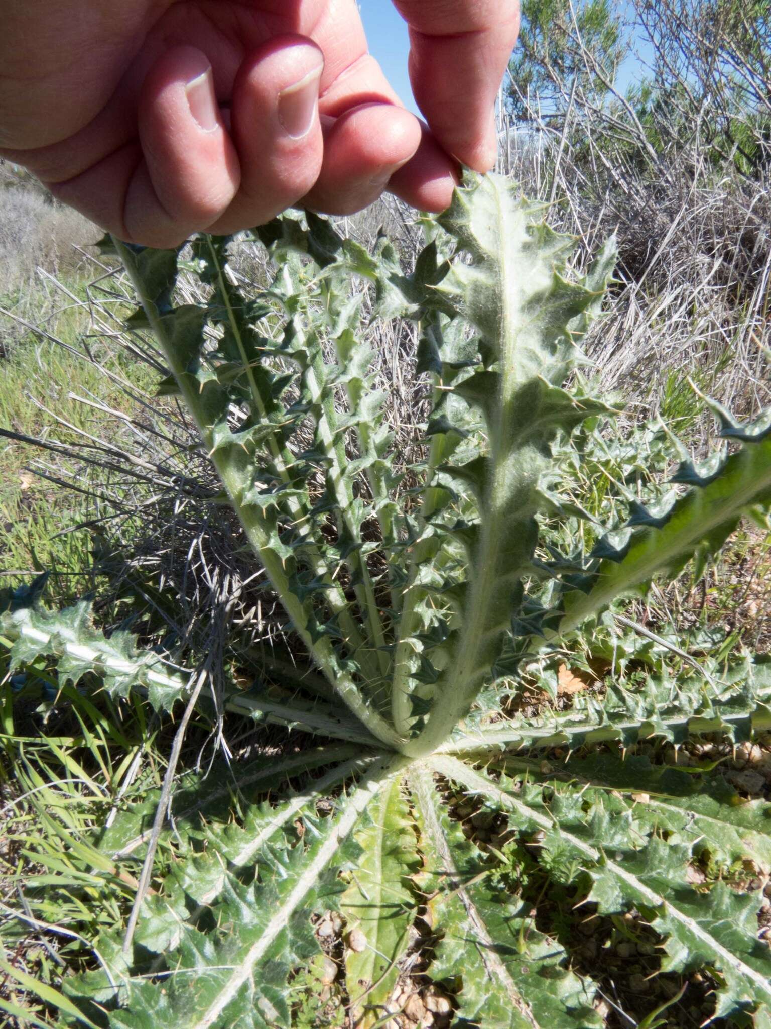 Imagem de Cirsium neomexicanum A. Gray