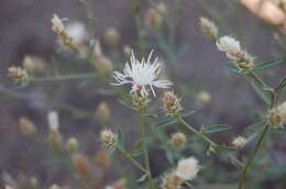 Image of diffuse knapweed