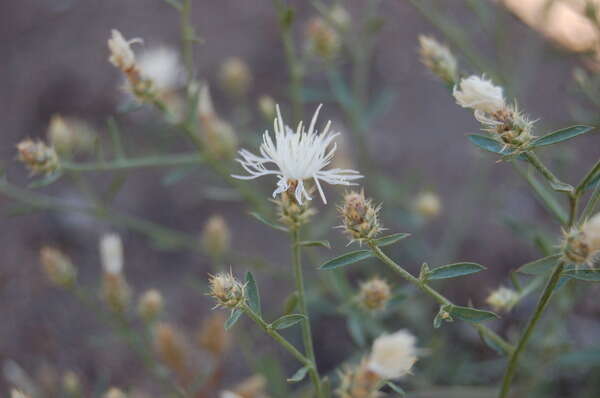 Image of diffuse knapweed