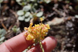 Image of Mt. Eddy buckwheat