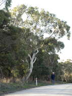 Plancia ëd Eucalyptus pauciflora subsp. pauciflora