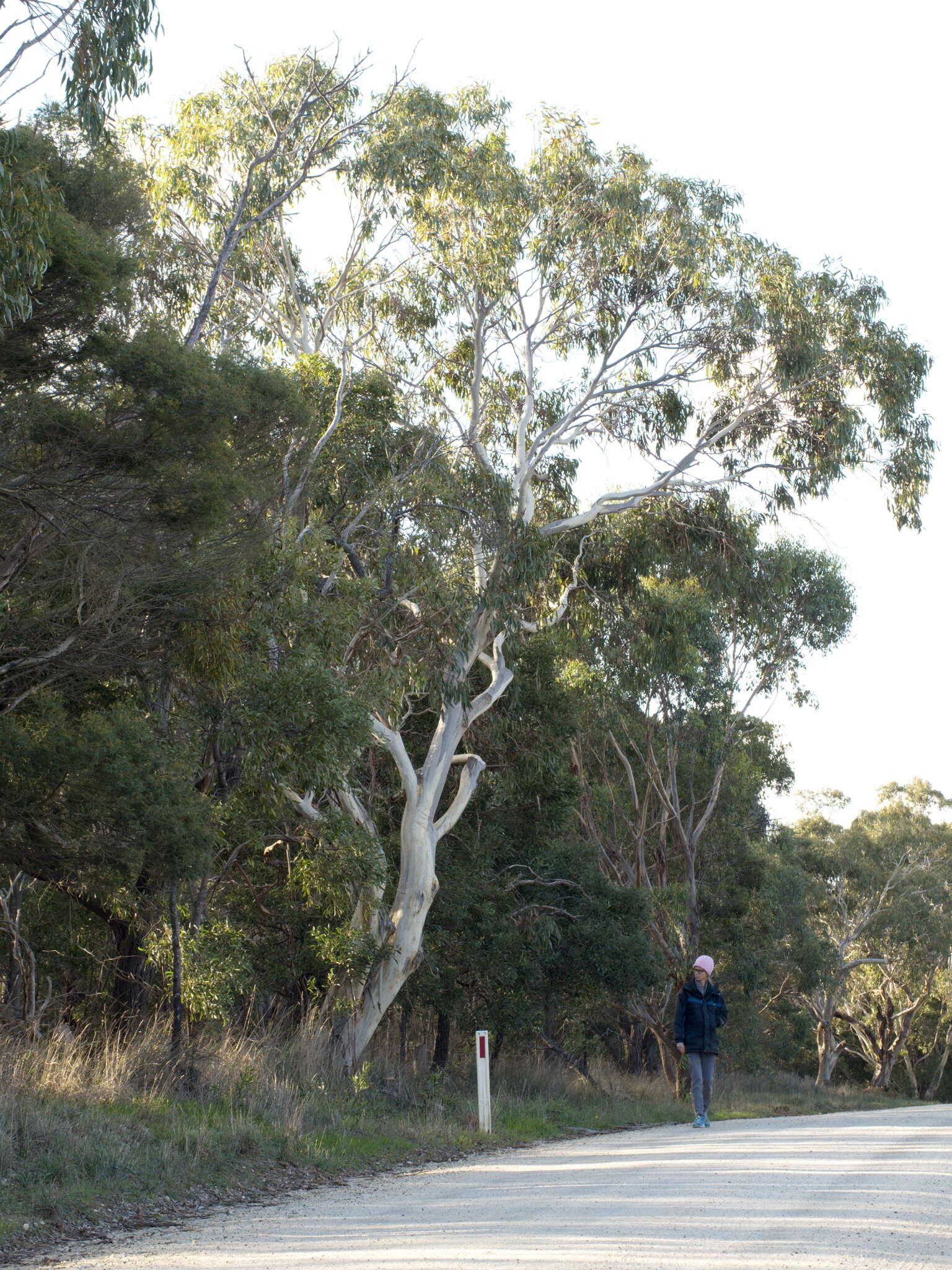 Plancia ëd Eucalyptus pauciflora subsp. pauciflora