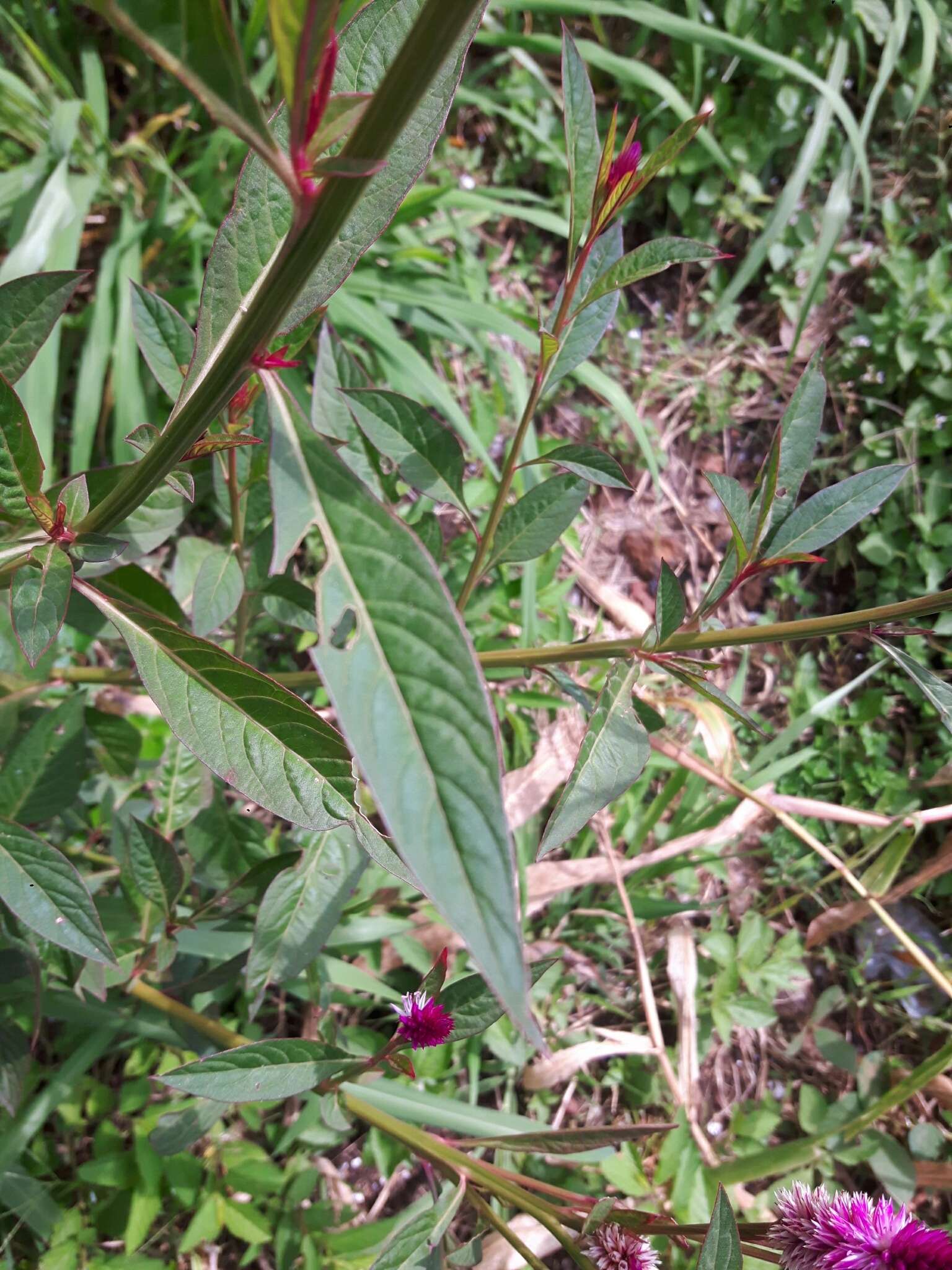 Imagem de Celosia argentea L.