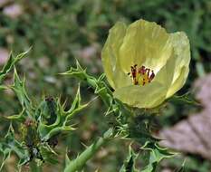 Image of Argemone subfusiformis G. B. Ownbey