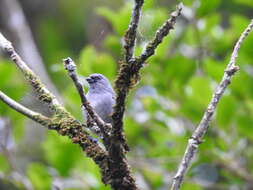 Image of Plain-colored Tanager