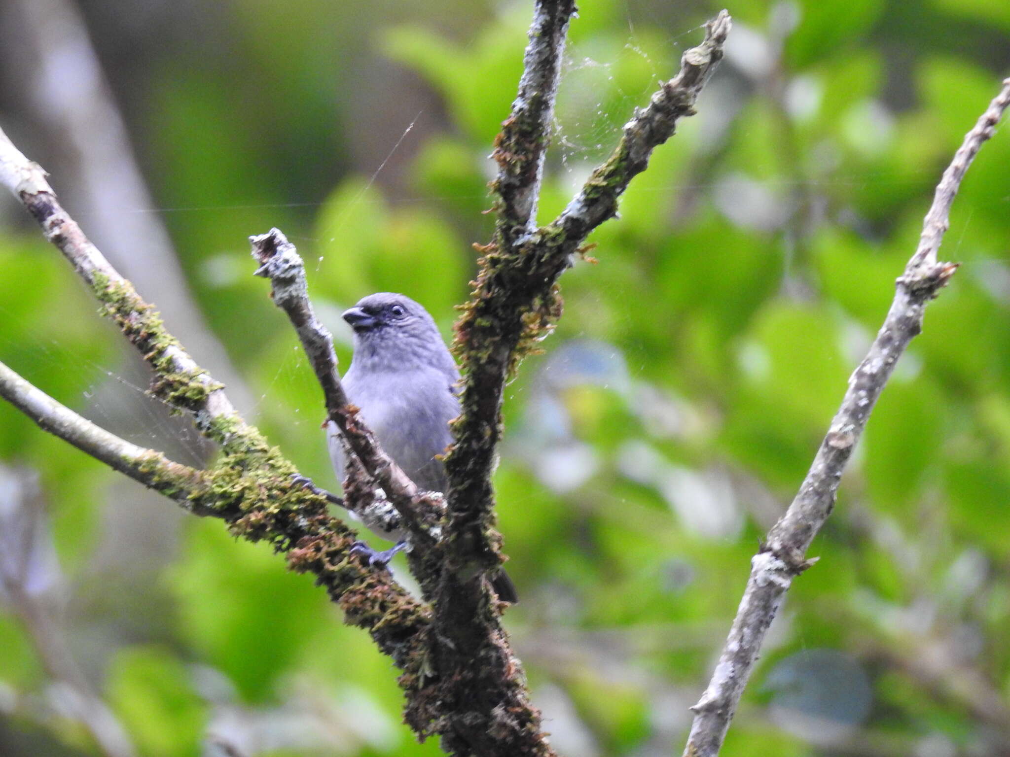 Image of Plain-colored Tanager