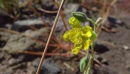 Imagem de Helianthemum gorgoneum Webb