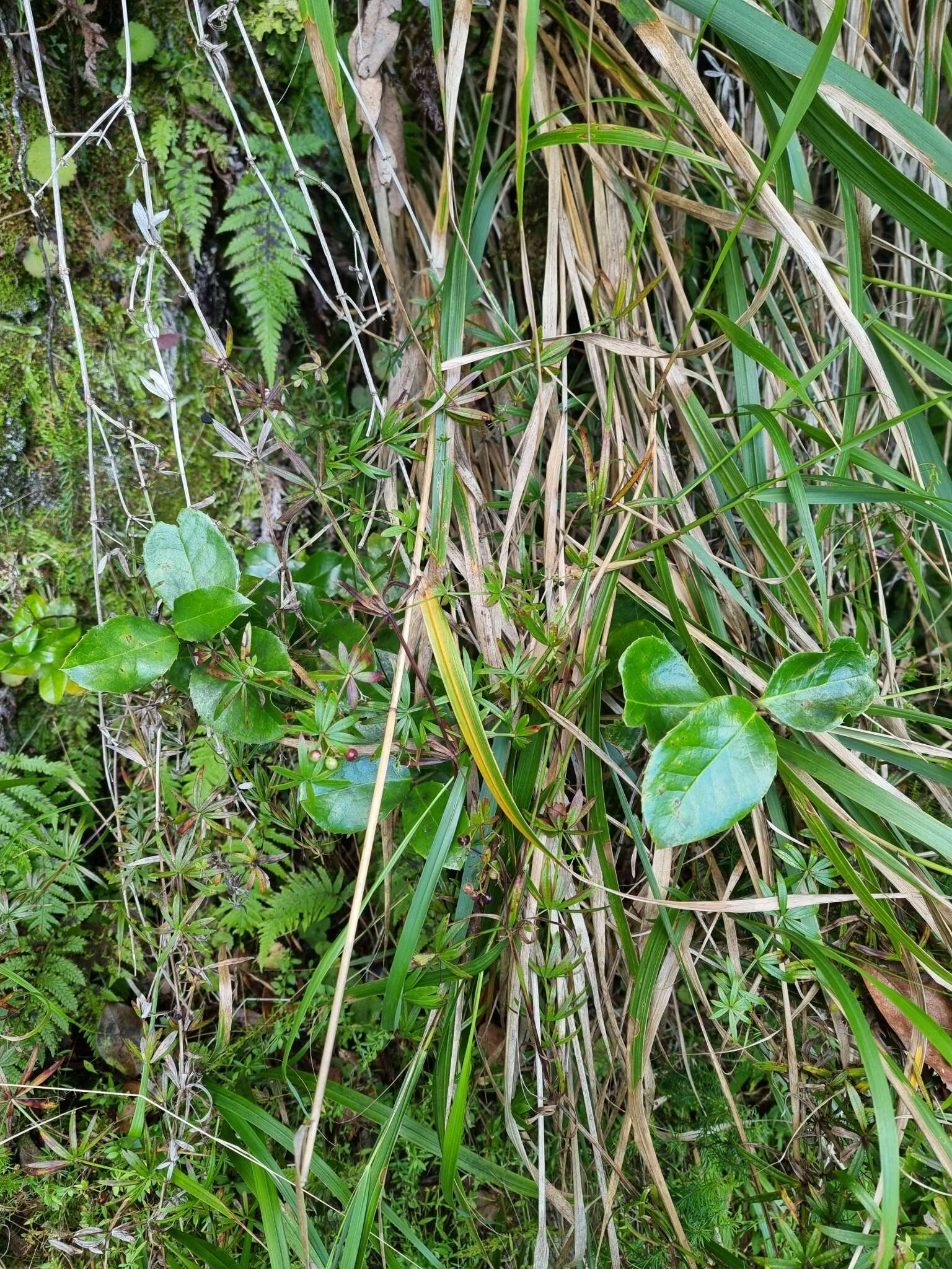 Image of Ilex perado subsp. perado