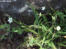 صورة Sabulina tenuifolia (L.) Rchb.