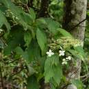 Image of Hydrangea aspera subsp. robusta (Hook. fil. & Thoms.) Mc Clintock