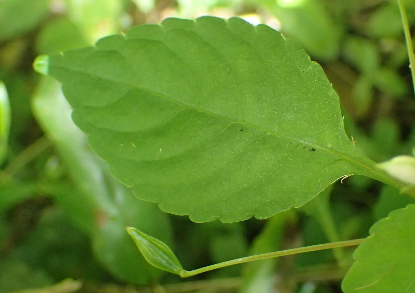 Image of Impatiens hochstetteri subsp. hochstetteri