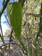 Image of Clematis henryi Oliv.