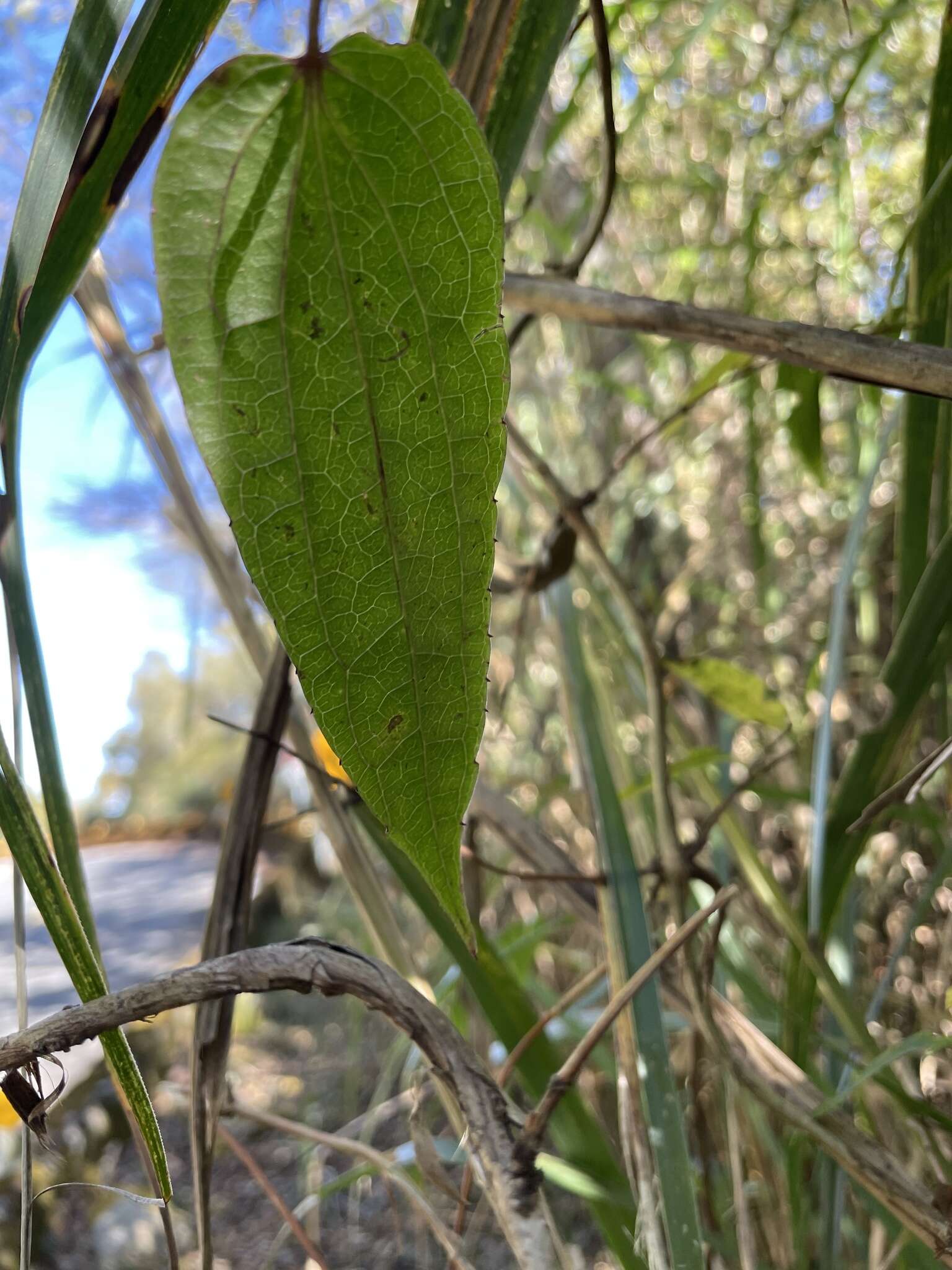 Image of Clematis henryi Oliv.