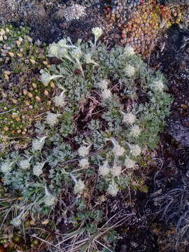 Plancia ëd Artemisia glomerata Ledeb.