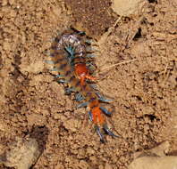 Image of red-headed centipede