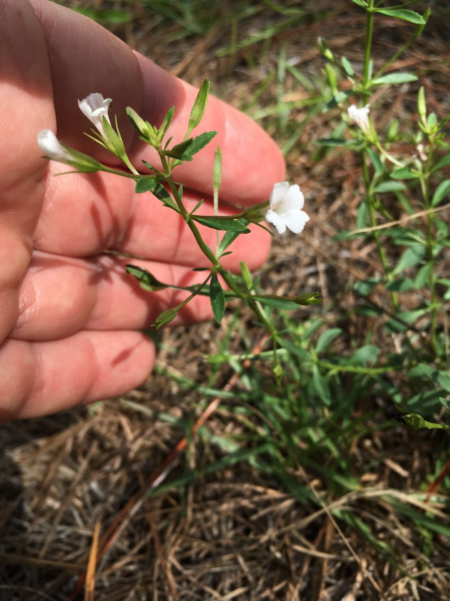 Mecardonia acuminata (Walt.) Small resmi