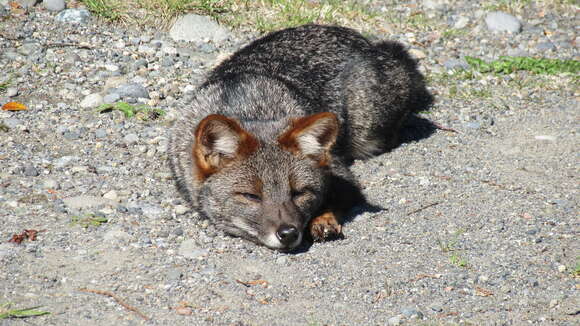 Image of Darwin's Fox