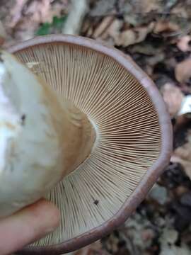 Image of Cortinarius balteatocumatilis Rob. Henry ex P. D. Orton 1960