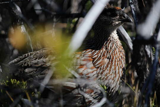 Image of Erckel's Francolin