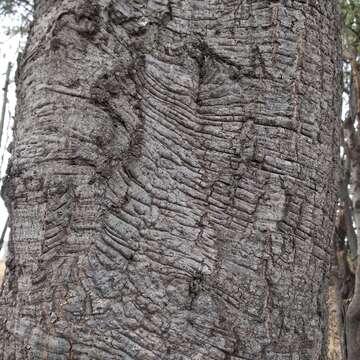 Imagem de Quercus crassipes Bonpl.