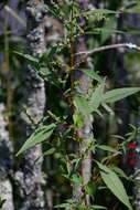 Image of tidalmarsh amaranth