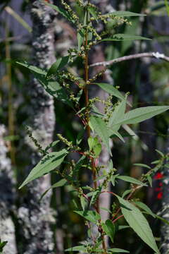 Imagem de Amaranthus cannabinus (L.) Sauer