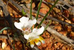 Image of Freesia fucata J. C. Manning & Goldblatt