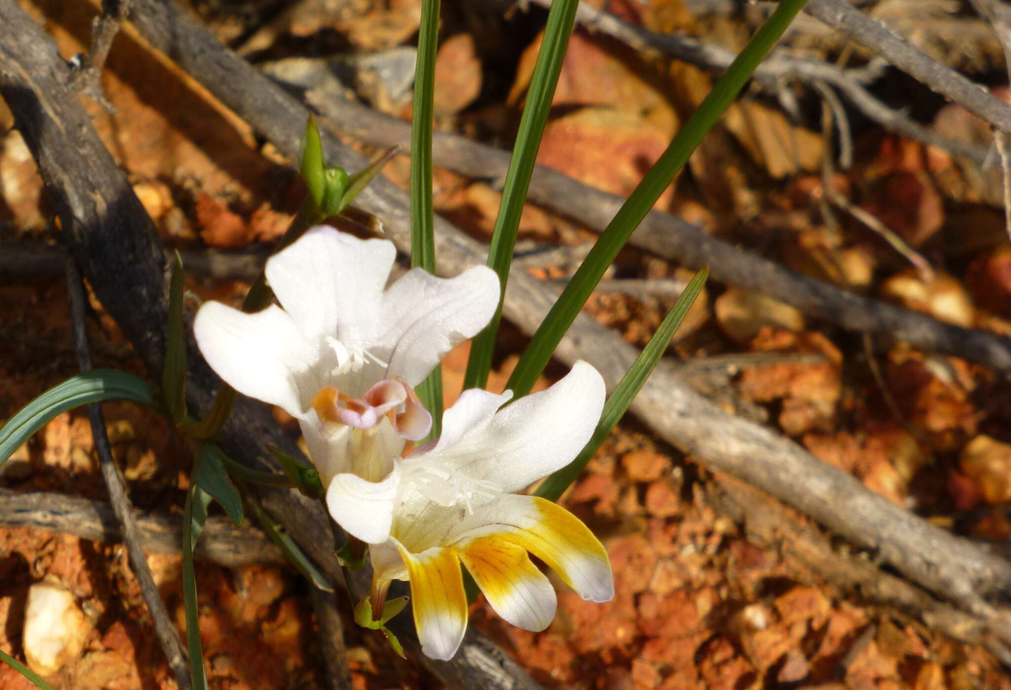 Plancia ëd Freesia fucata J. C. Manning & Goldblatt