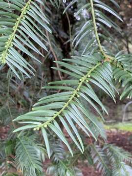 Image of Cephalotaxus harringtonii var. wilsoniana (Hayata) Kitam.