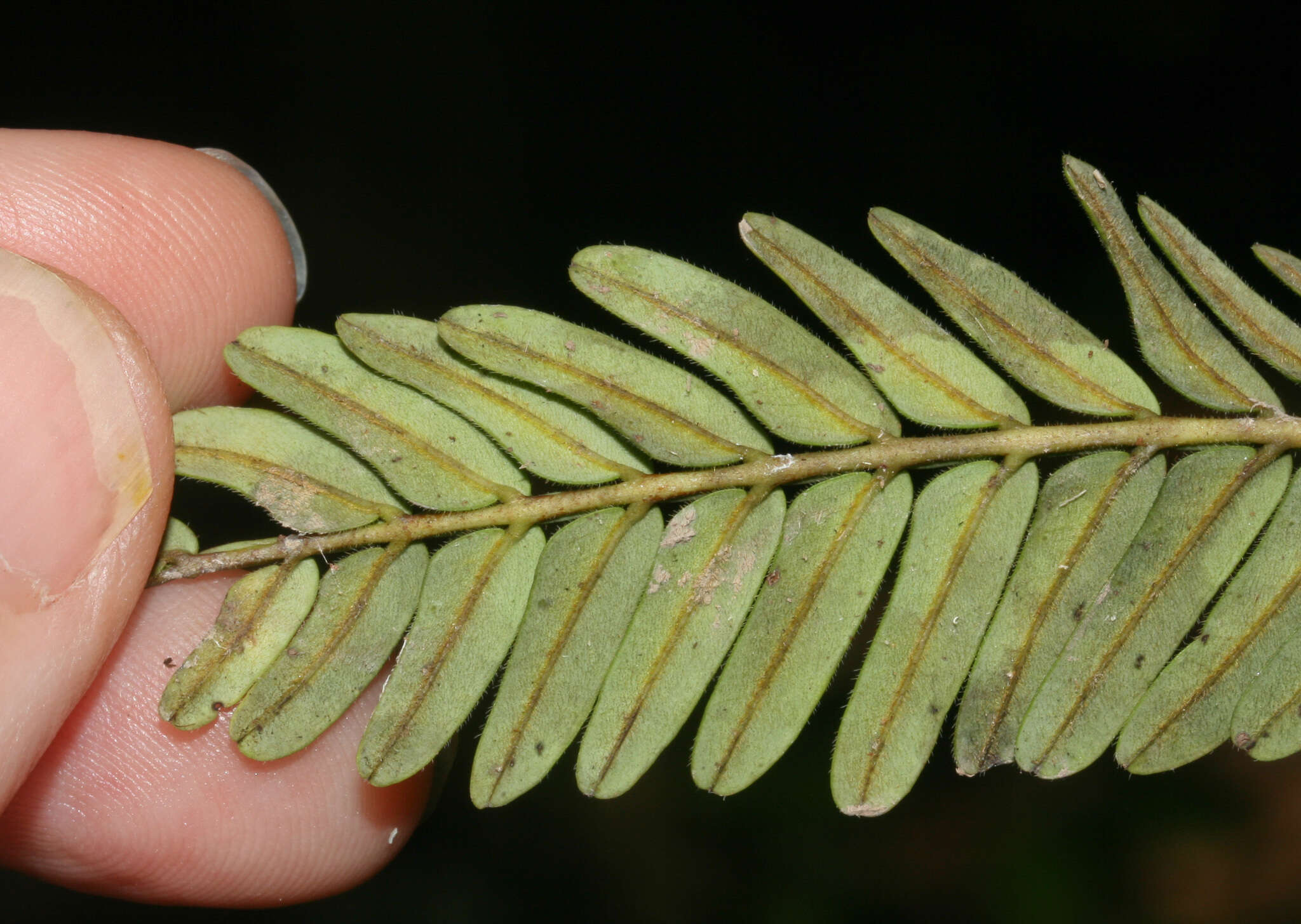 Image of Macrolobium acaciifolium (Benth.) Benth.