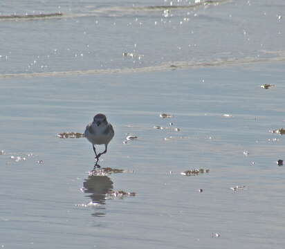 Image of Piping Plover