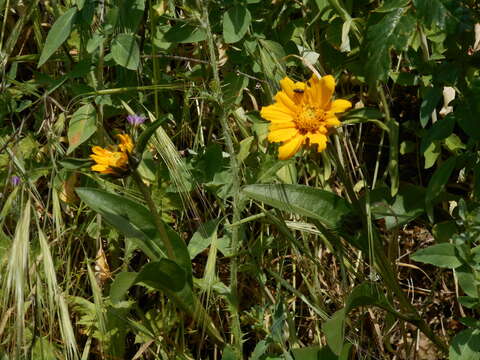 Image of Mt. Diablo helianthella